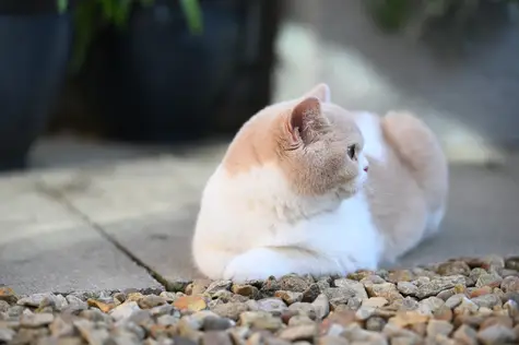 138