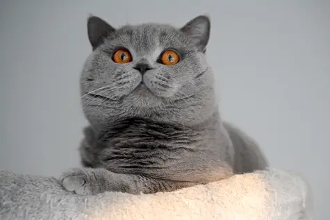 141