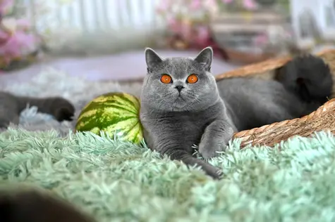 157