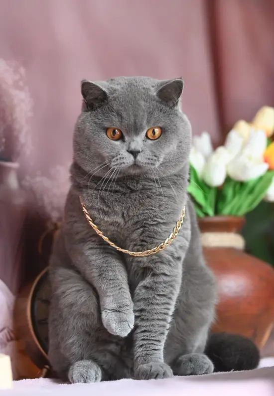 52