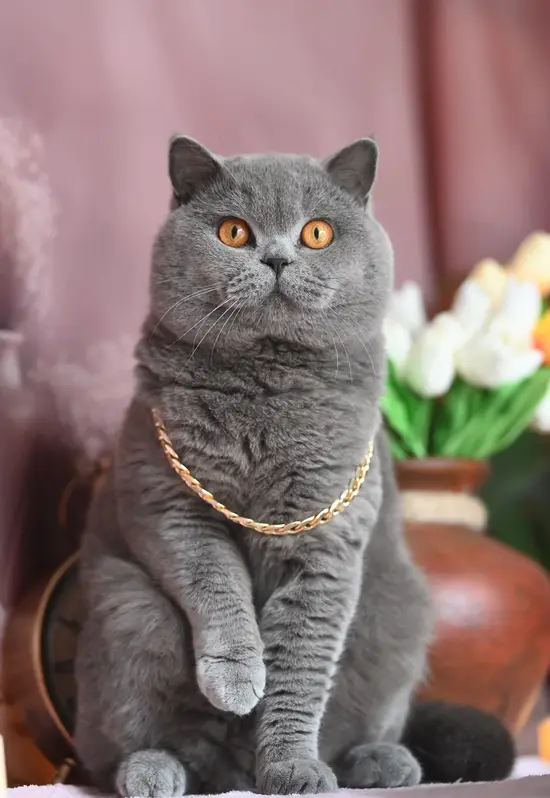 53